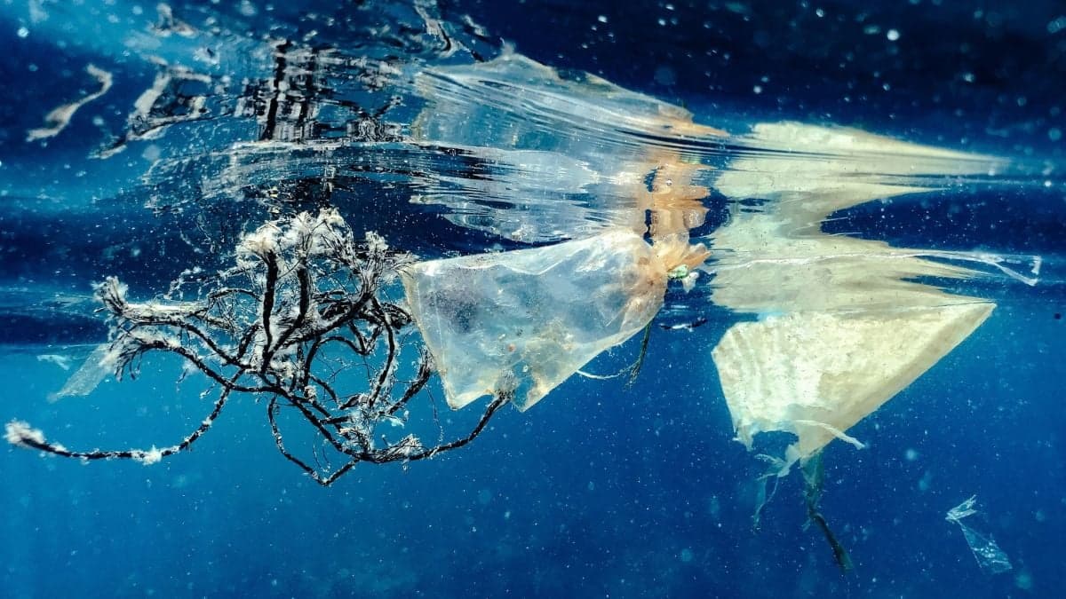 Comment des avalanches sous‑marines transportent les plastiques jusqu'aux abysses