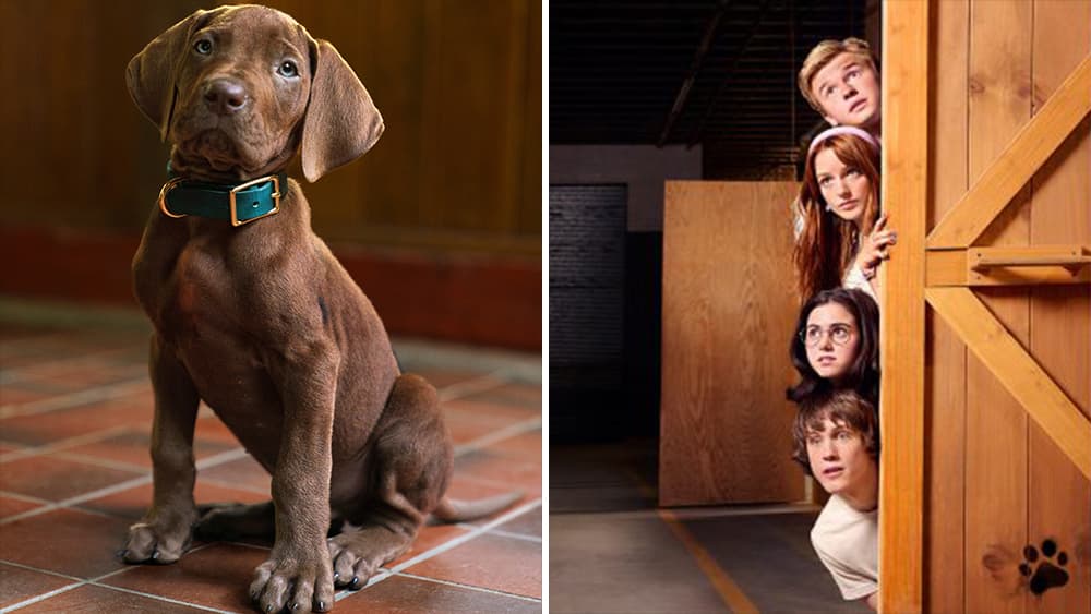 Meet Scooby-Doo! First Look At The Pup Set To Portray The Iconic Canine In Netflix Live-Action Series; Release Window Set