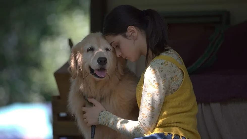 ‘Rain Reign’ Review: Paul Rudd And Jeremy Sisto In A Tender And Heartwarming Girl And Her Dog Story – Tribeca Festival