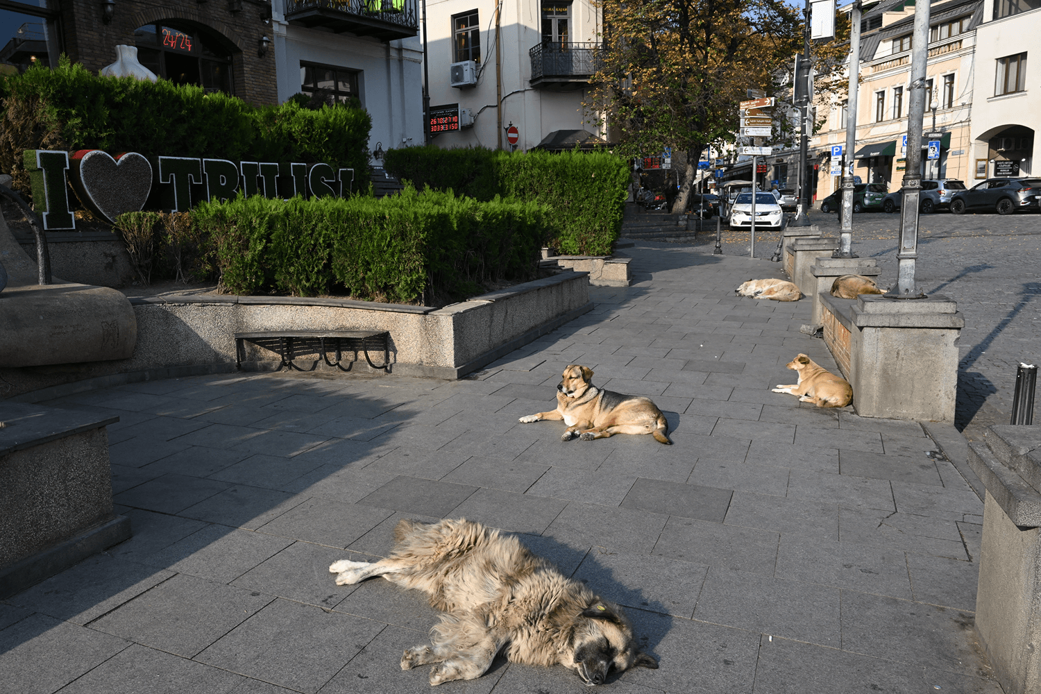 Georgia’s Dogs Are Disappearing