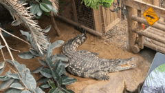 Man bailed after boy, 3, attacked by crocodiles at zoo