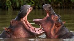 Indian billionaire's son offers to save Escobar's hippos