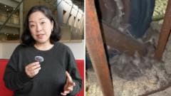 Why are devastating mice plagues happening in Australia?