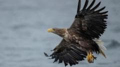 Britain's protected birds of prey still being shot, trapped and poisoned, says RSPB