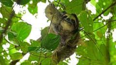 Thirty-one sloths die in Florida before opening of attraction
