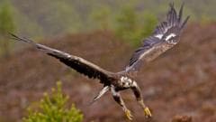 Golden eagles to return to English skies as government backs reintroduction