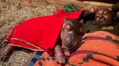 Orphaned baby hippo to be hand-reared by keepers at Kenya sanctuary