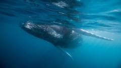 Whale graveyard dating back five million years discovered