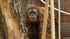 Four days of extreme rain killed 7% of world's rarest orangutans, study says