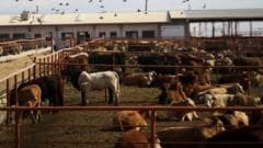 Canada bans Texas cattle over flesh-eating screwworm outbreak in US