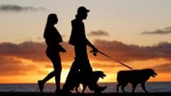 Brazil grants joint custody over pets in new law for separated couples