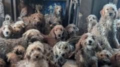 Hundreds of dogs found crammed in living room 'doing really well', says RSPCA