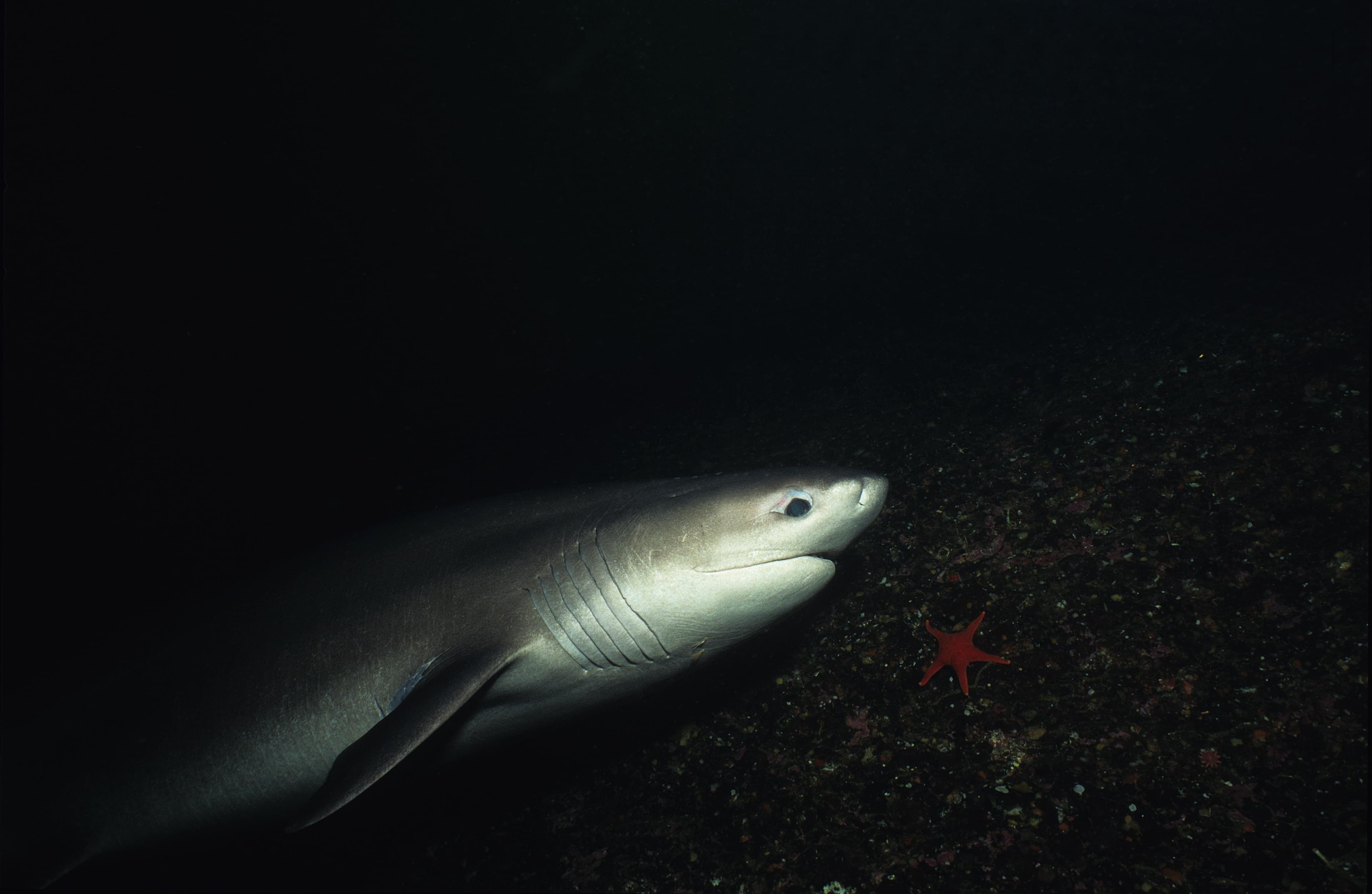 What A 5-Million-Year-Old Bite Reveals About Climate Change And Sharks