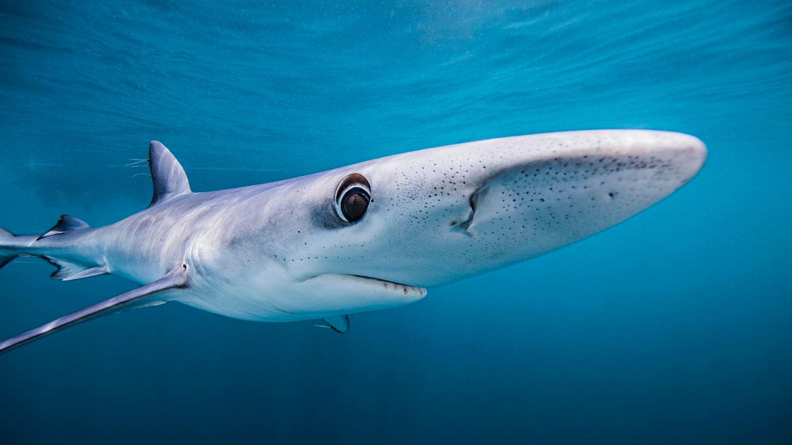 Sharks As Climate Scientists?Here’s How They Improve Ocean Forecasts.