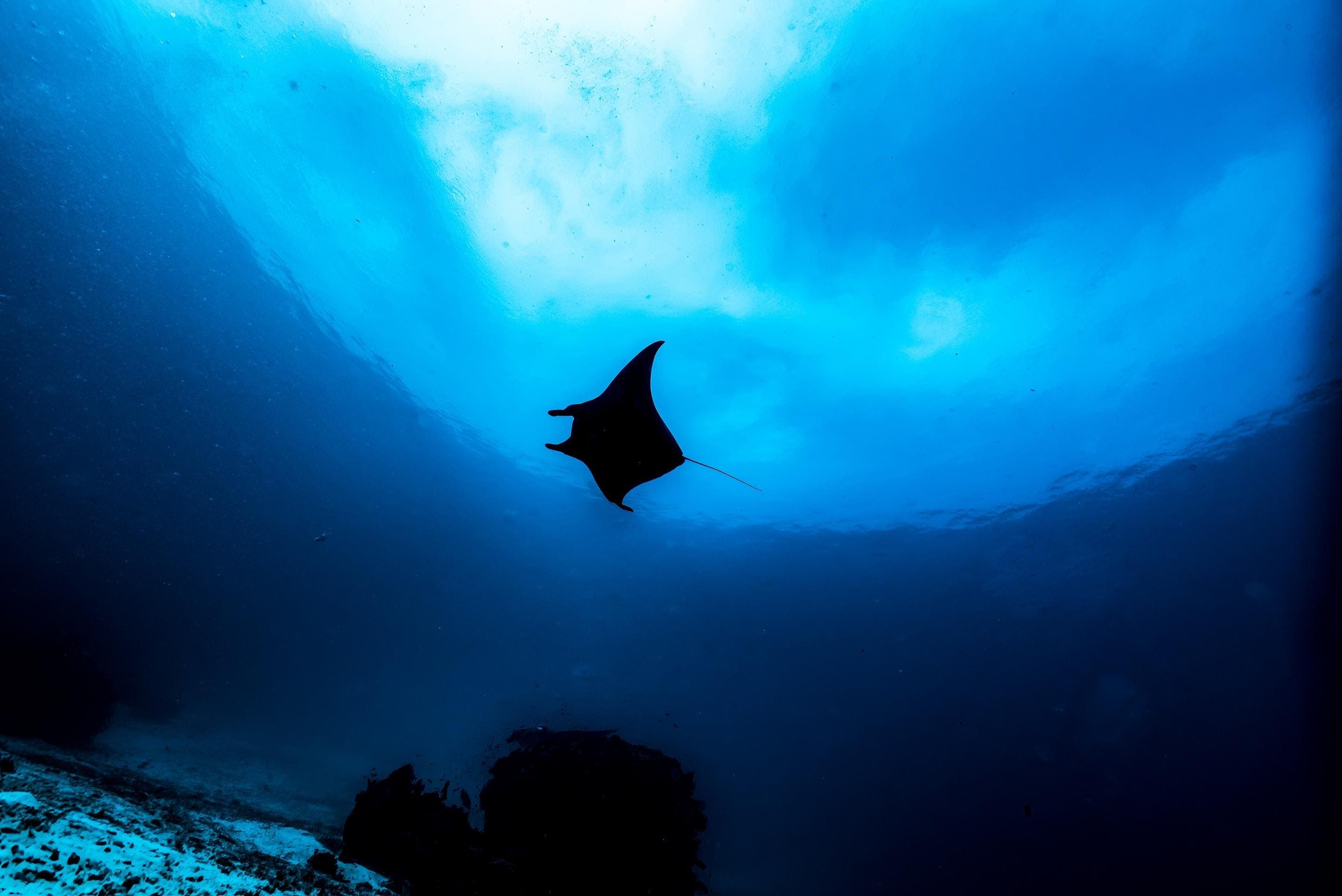 Surprising New Shark Behavior Discovered In Mexico