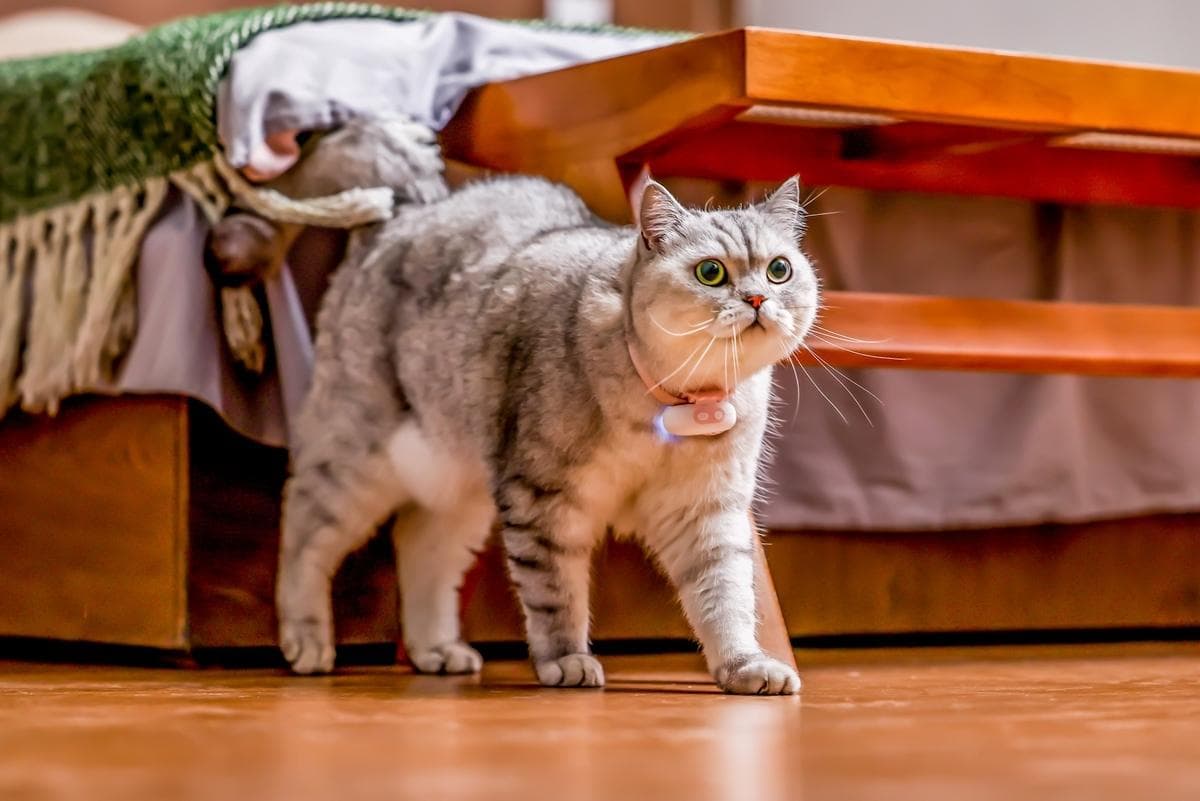 Can The Power Of AI Help You To Chat With Your Cat?