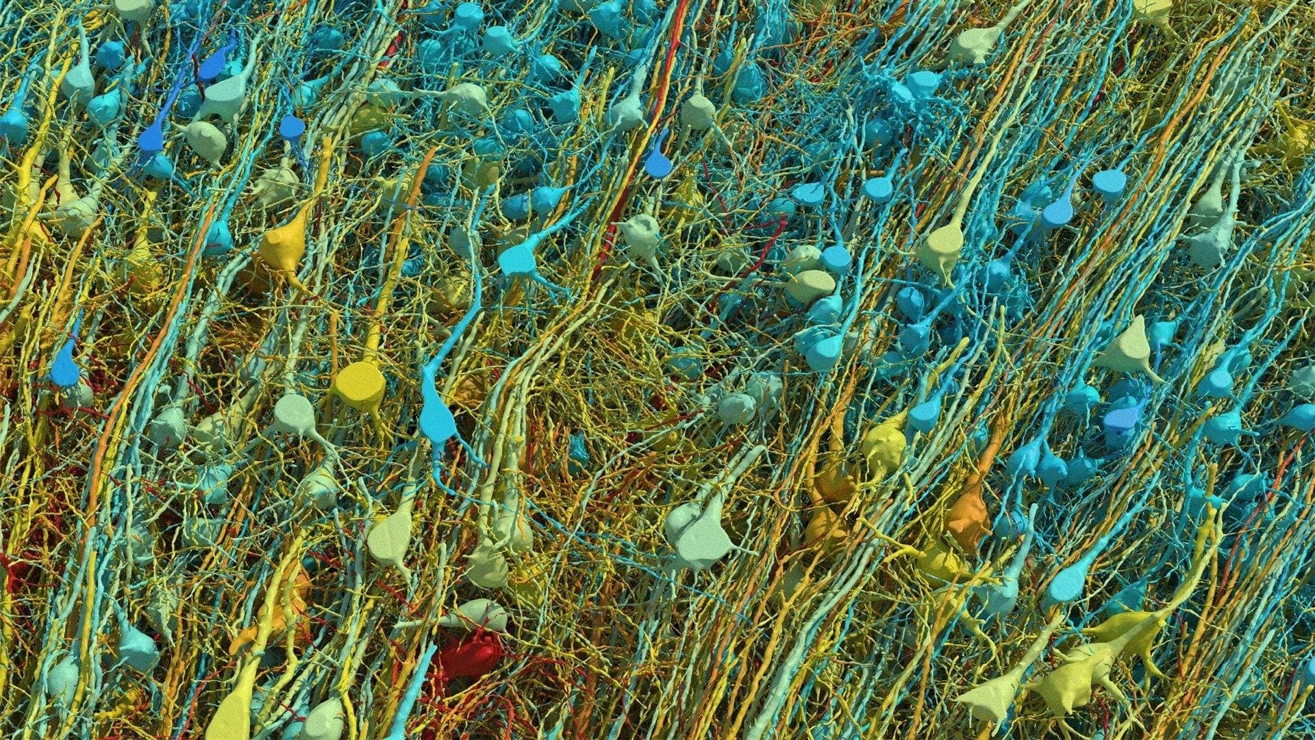 To Build Stronger AI, We Need To Better Understand The Human Brain