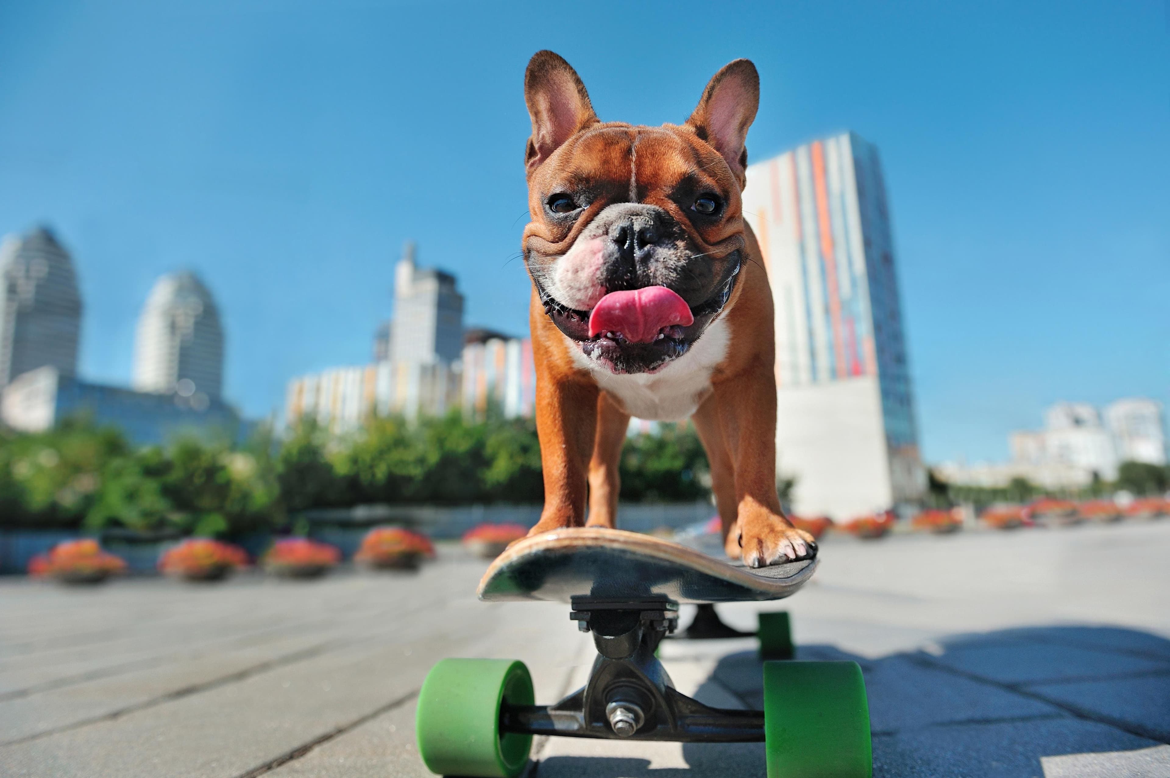 New Social Media Platform Fureelz Only Offers Animal Videos