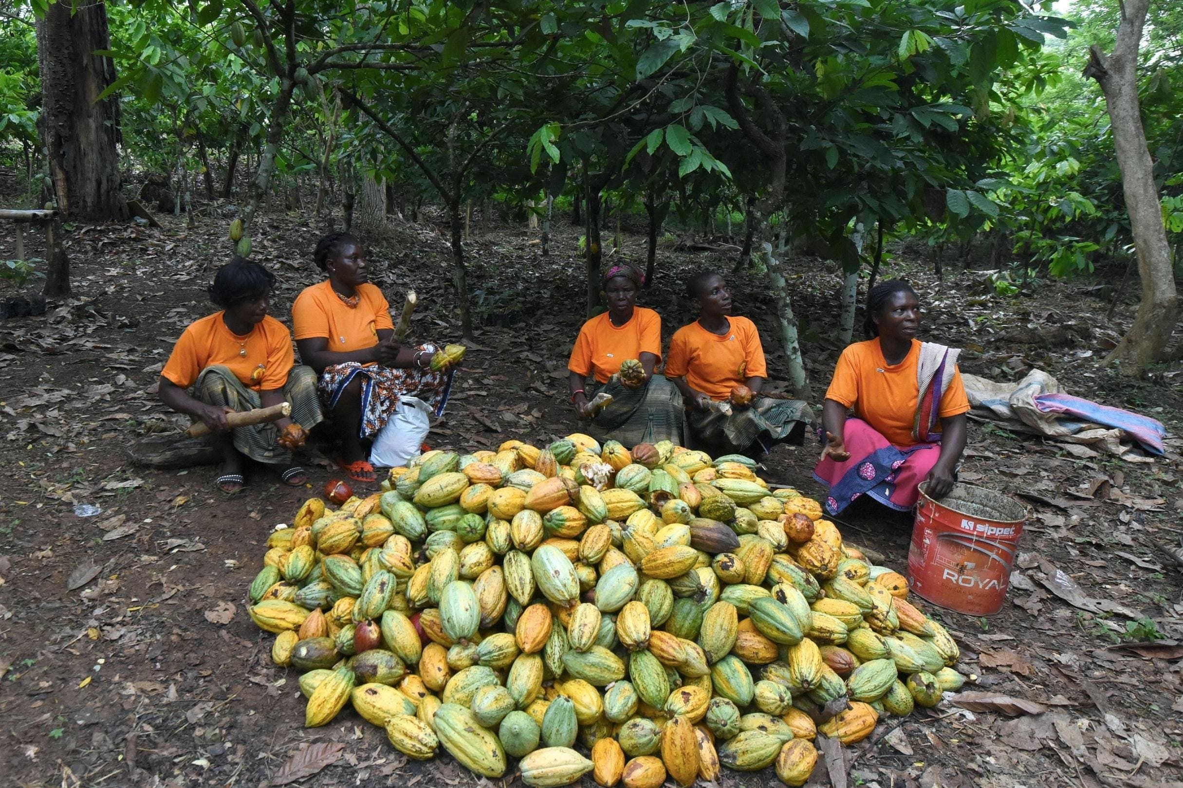 Sustainable Chocolate Can’t Fix Cocoa’s Climate Problem Alone