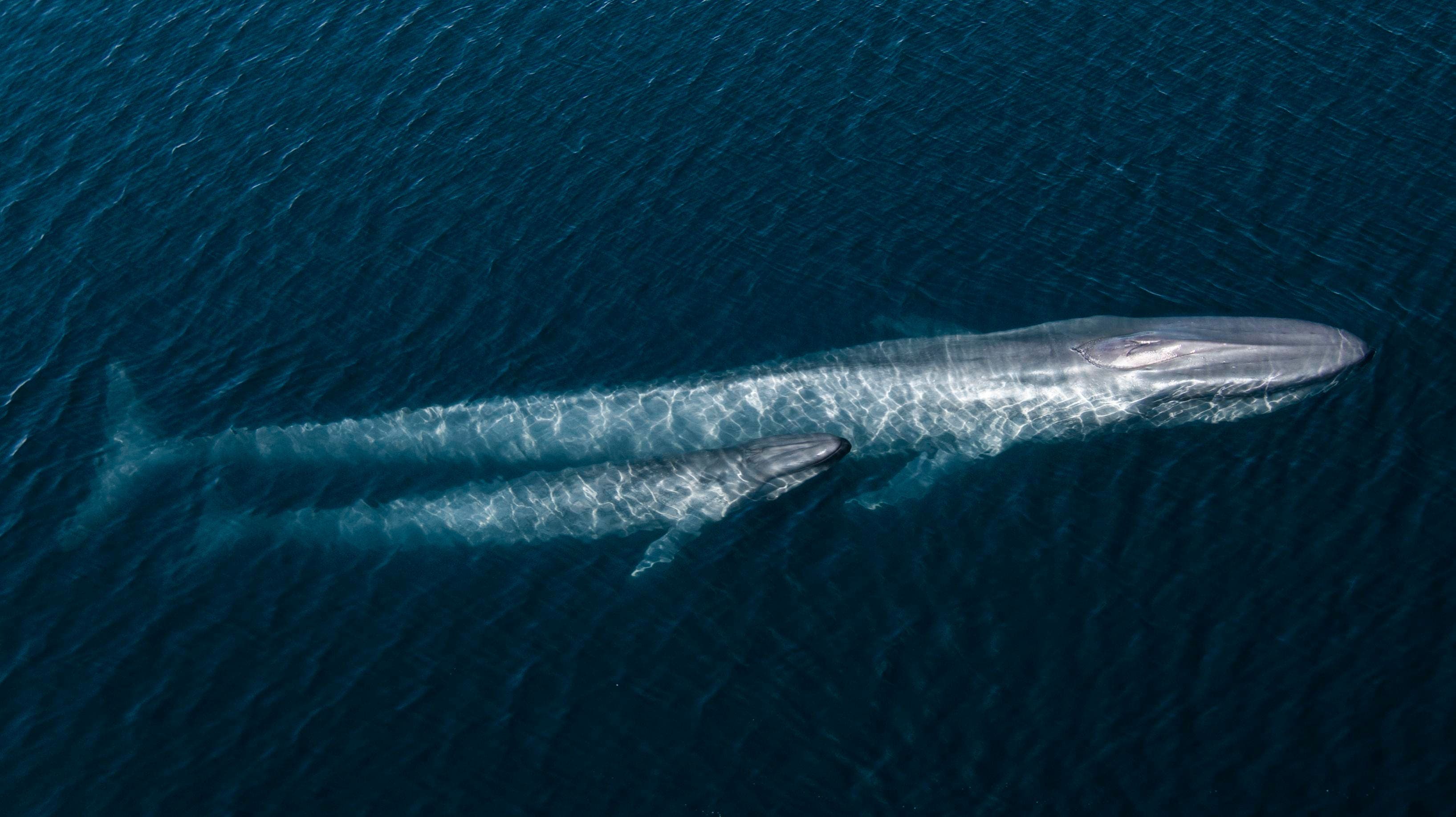 How Attenborough’s Film ‘Ocean’ Captured The Scale Of Life At Sea