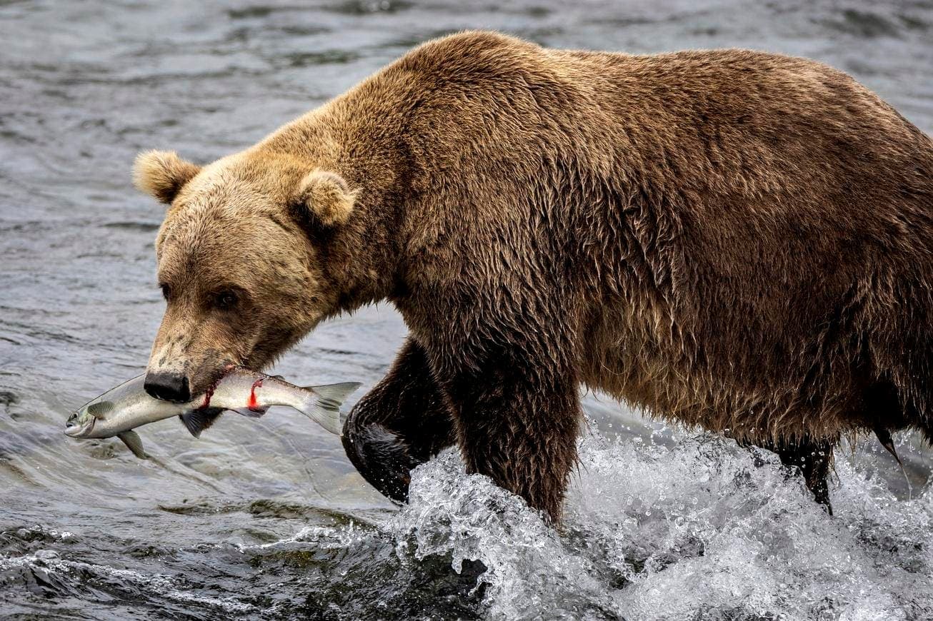 Summer Brings People And Bears Together. A Warming Climate Is Reshaping The Calendar