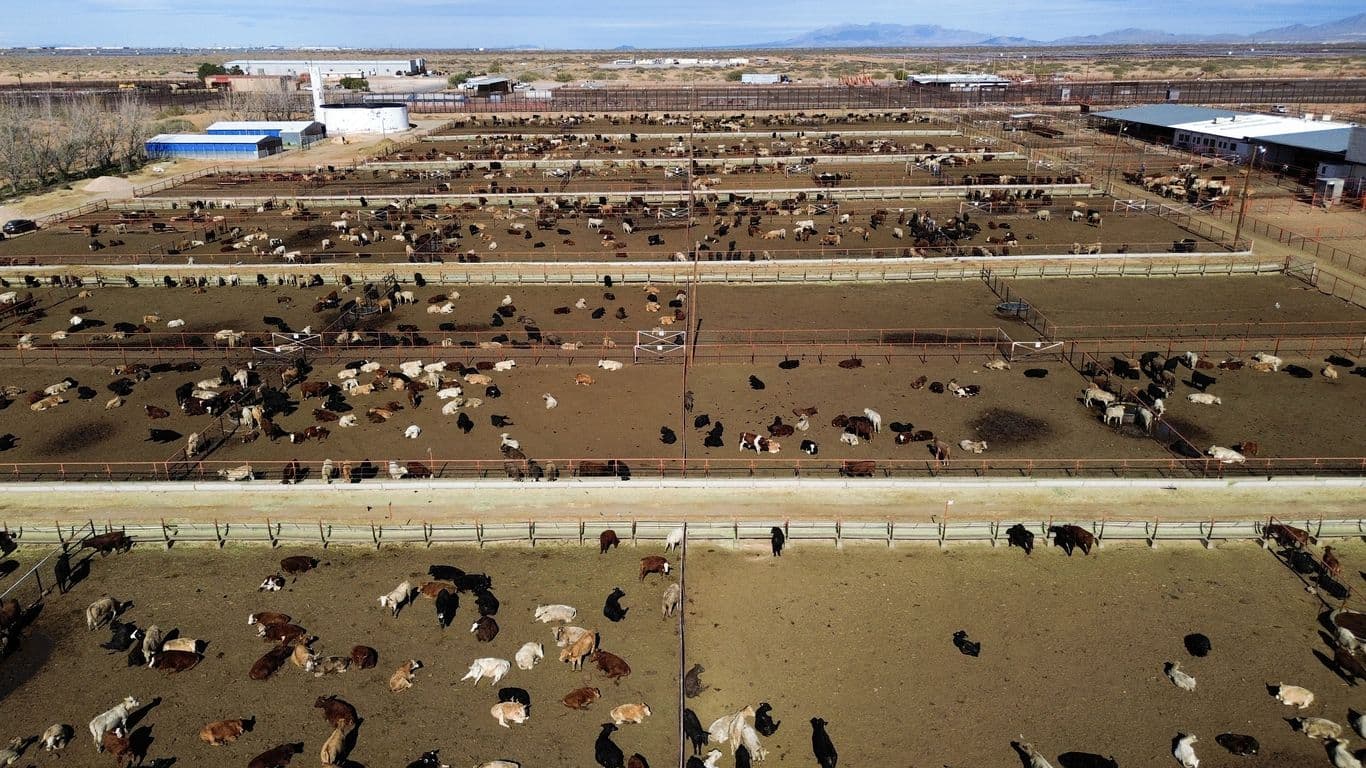 New World screwworm confirmed in Texas, stoking fresh cattle fears