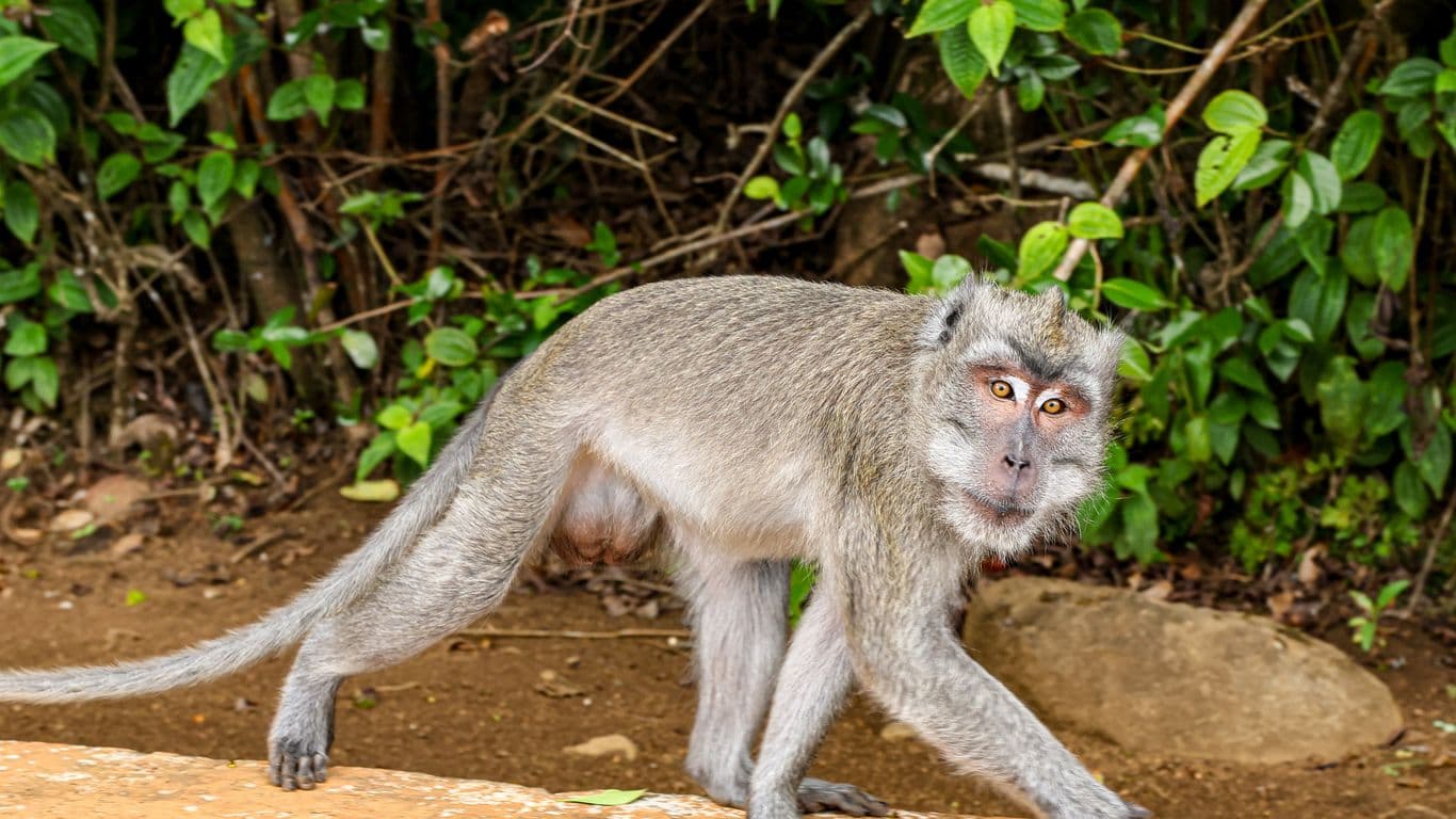 U.S. sailor en route to Strait of Hormuz sidelined by monkey attack