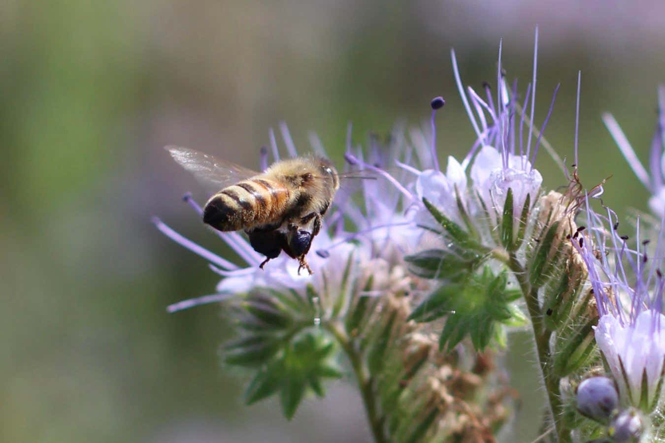 New Scientist recommends a devastating account of farming honeybees
