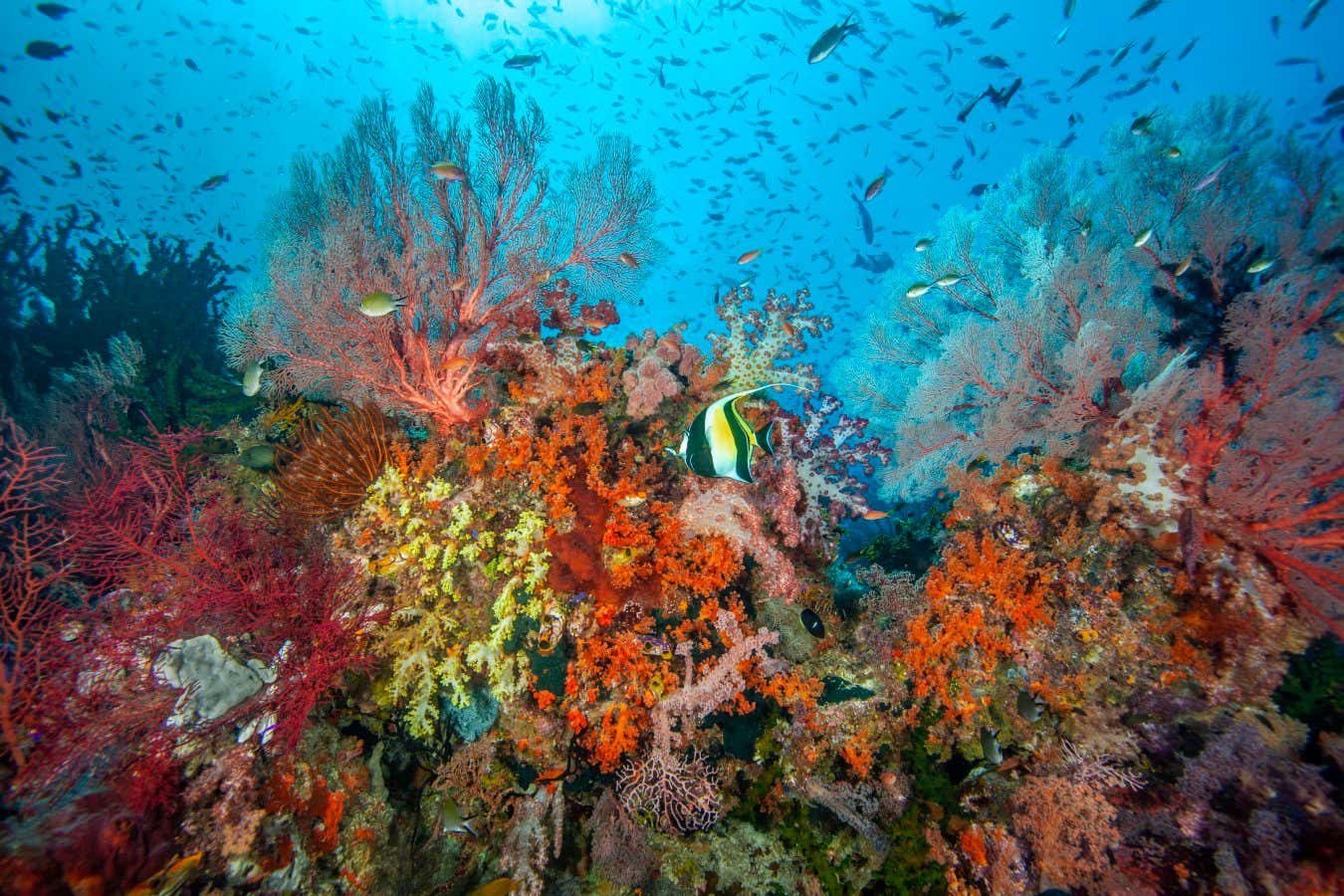 The last-ditch plan to save coral reefs from utter destruction