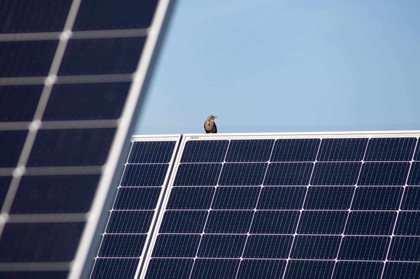 Wildlife thrives in solar farm built on restored peatland