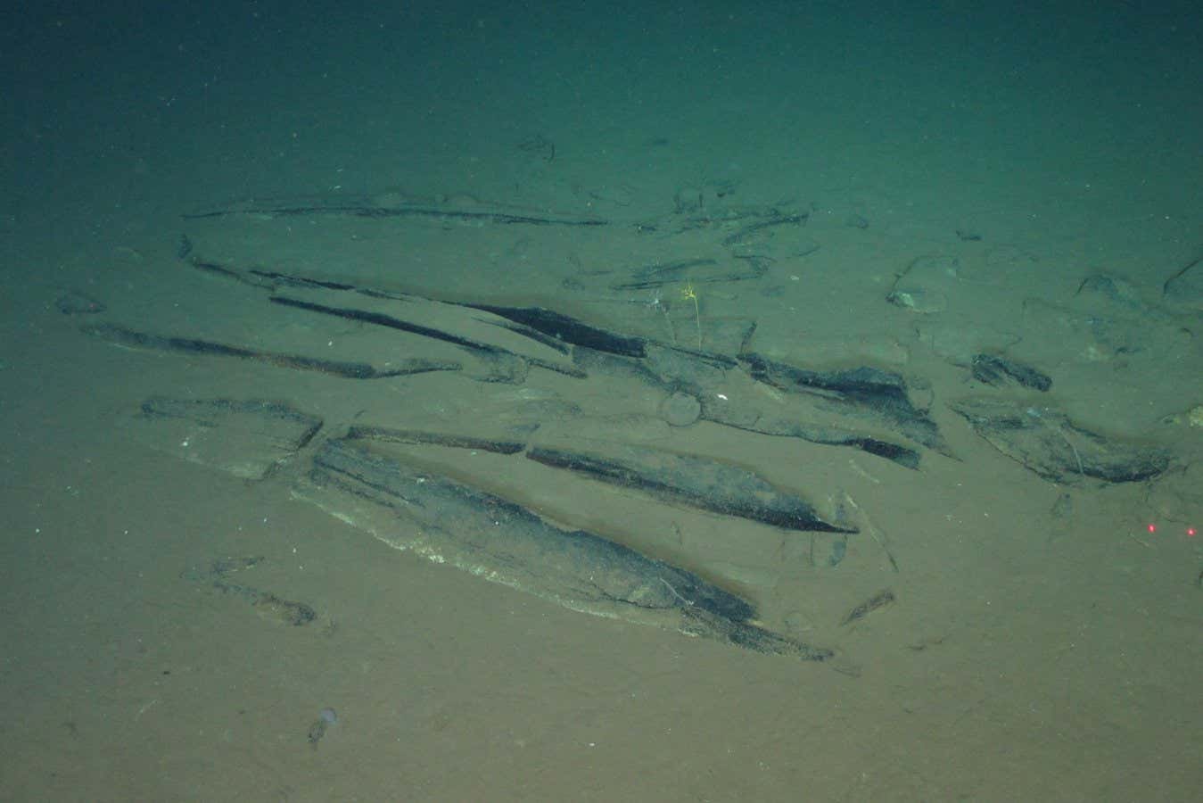 Millions of fossil whale bones found in deep-ocean ‘necropolis’