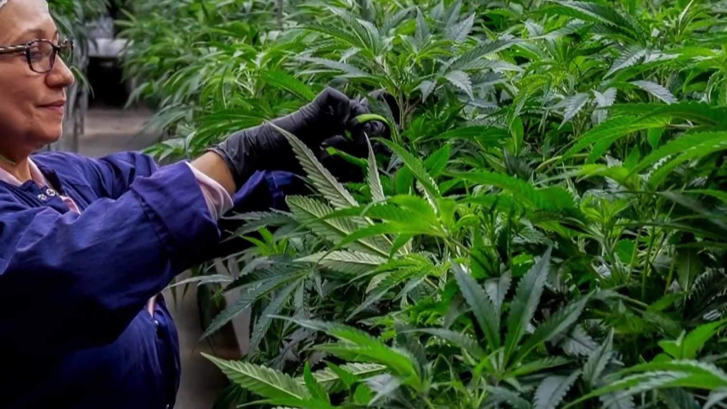 Federal government eases regulations on medical marijuana