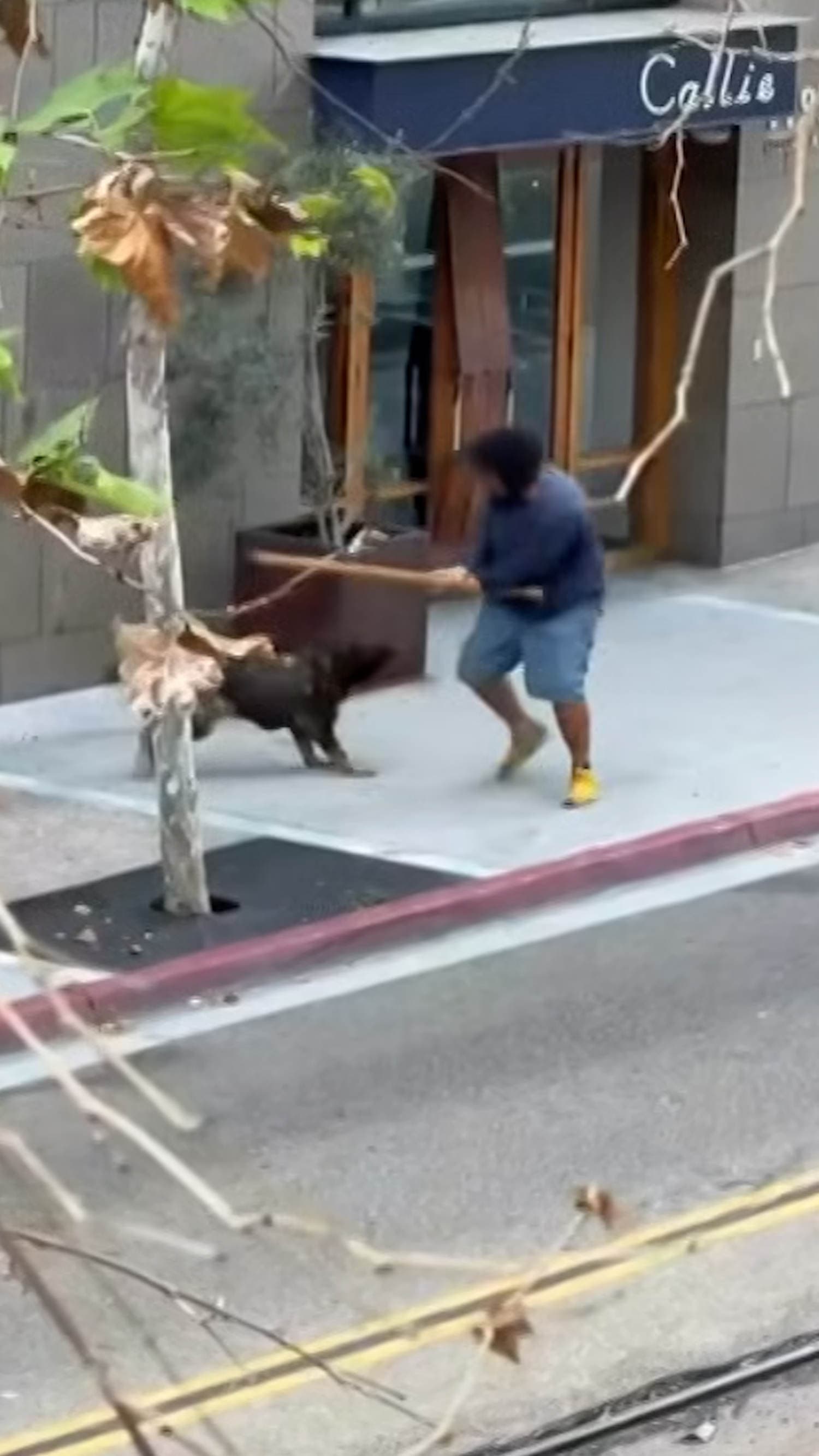 San Diego K-9 unit takes down man wielding 6-foot stick