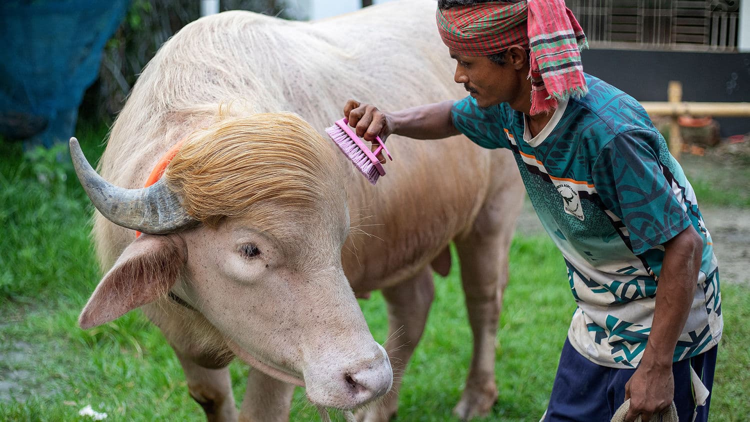 Sacrificial albino buffalo spared after Trump resemblance