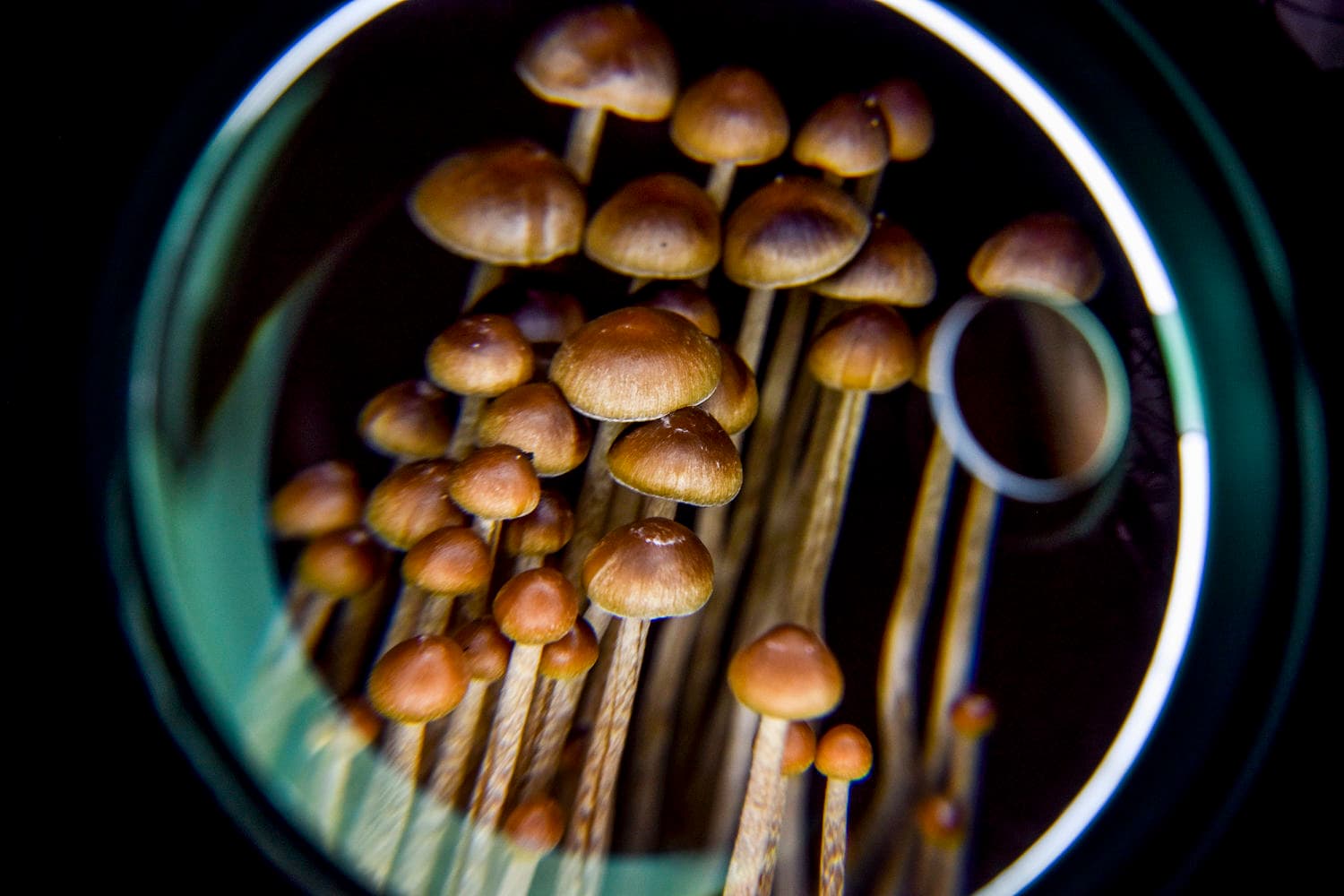 Science gets closer to understanding how a psychedelic trip changes the brain