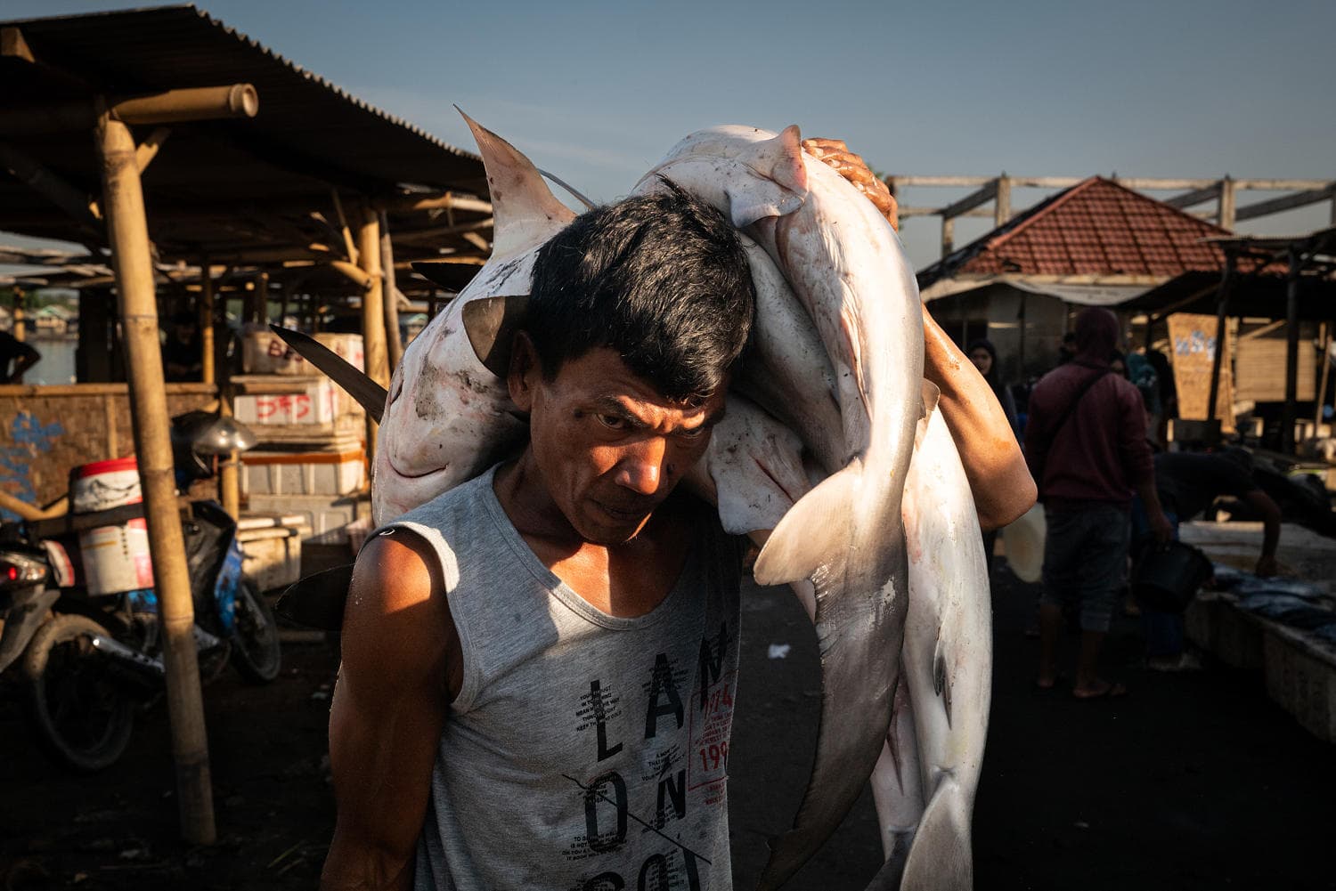 Photo essay: Southeast Asia's overfishing crisis — and the effort to uncover its roots