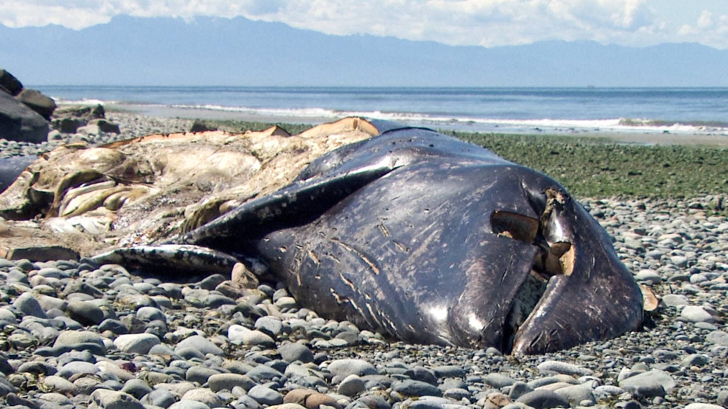 3 months, 21 dead gray whales: Why so many carcasses are washing up on Pacific shores