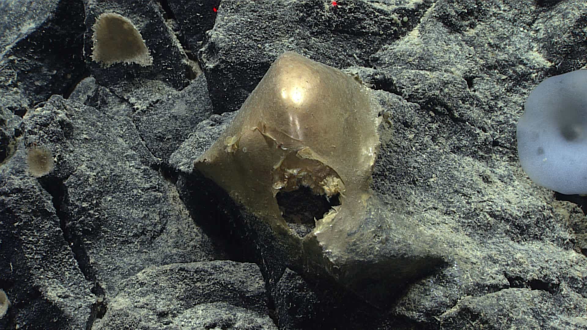 A 'Golden Orb' on the Ocean Floor Came From a Mysterious Animal