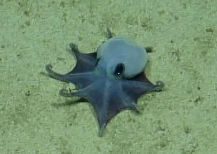 A New Species of Tiny Octopus Was Discovered in the Galápagos Islands
