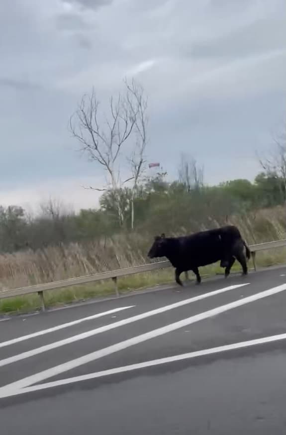 Fugitive cow makes a run for it in upstate NY, before being captured