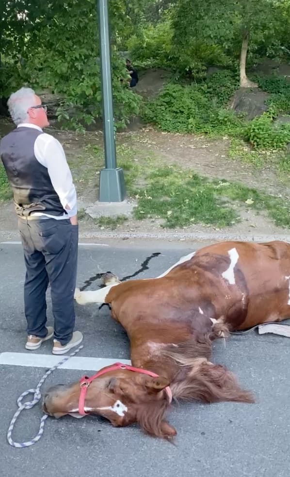 NYC carriage horse collapses and dies in Central Park traumatizing parkgoers