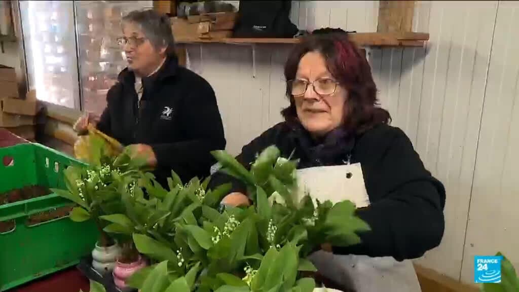 Lilies of the valley: Flowers given on International Workers' Day in France start to bloom