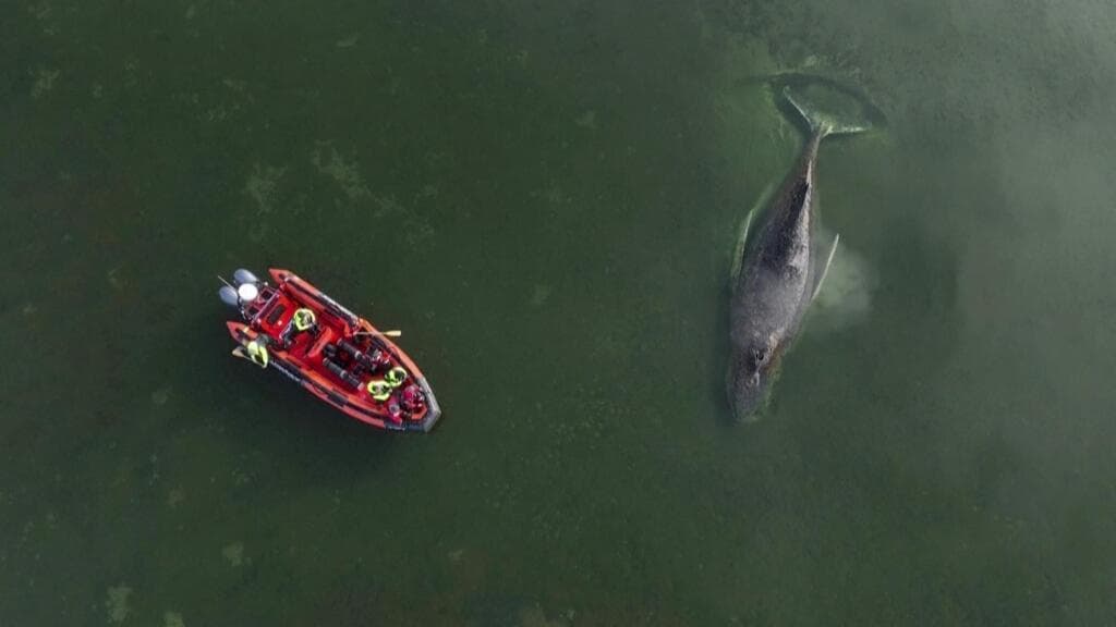 Scientists, authorities divided over fate of stranded whale in Baltic Sea