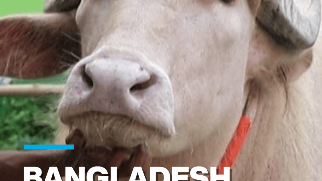 Bangladesh: "Donald Trump" albino buffalo becomes social media star