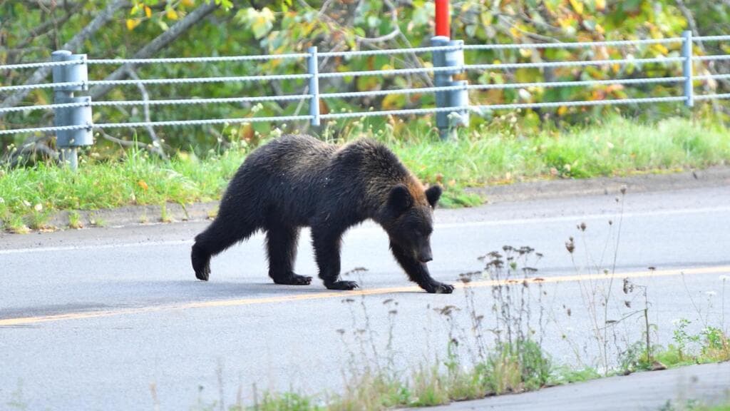 Japan's love-hate relationship with bears