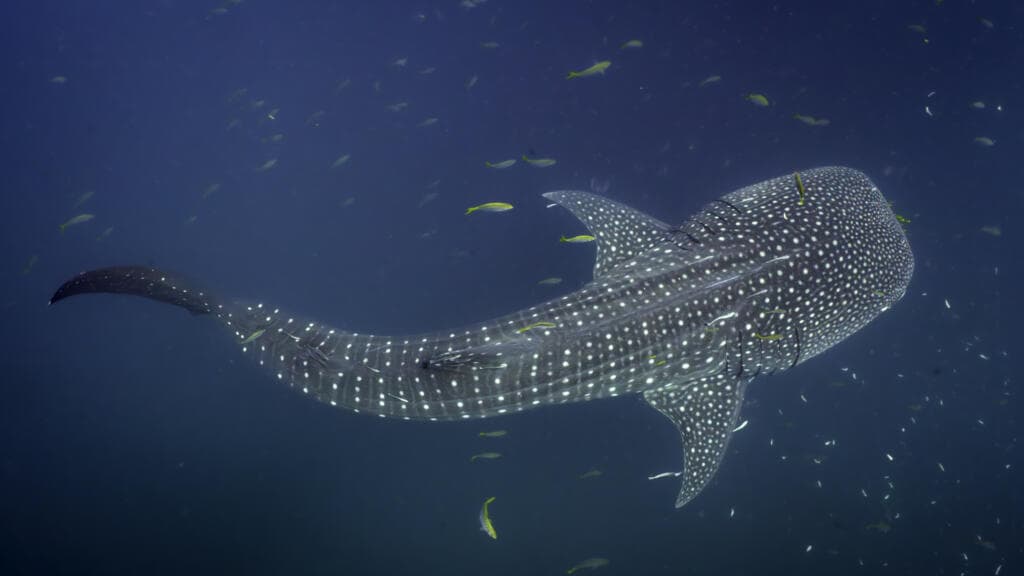 Study finds Indonesian hotspots are 'like home' for endangered whale sharks