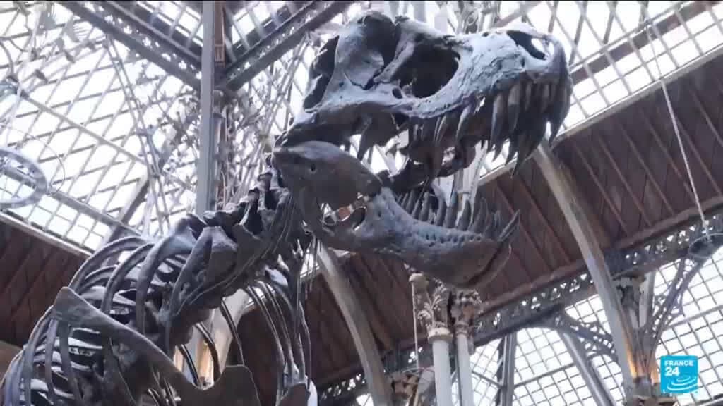 How we came to be: Fossils rewrite origins of life on earth