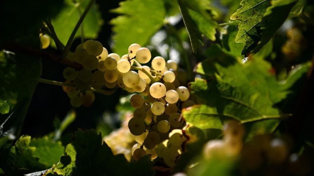 'Vitiforestry': French winemakers plant trees in bid to counter climate change