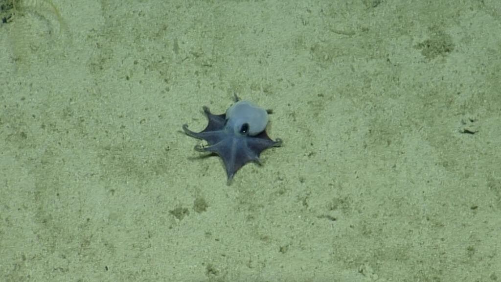'It's blue!': Scientists discover new deep-sea octopus near Galapagos Islands