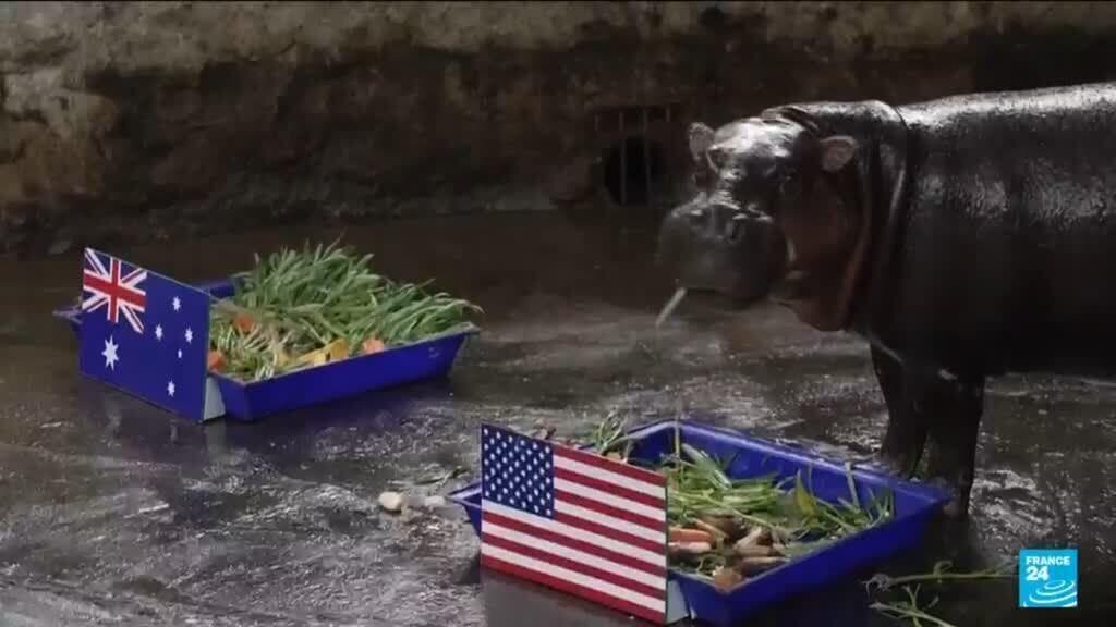 Animals predict World Cup results: Who will win the 2026 competition?